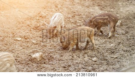 Young Wild Carpathian Boar In The Closed Territory Sniffs The Earth. Sus Scrofa Attila.