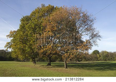 Colourful autumn trees in Wickford Memorial Park Essex England