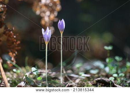 Purple striped dutch crocus flower in nature.