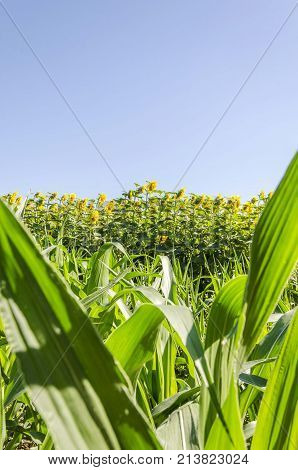 nature agriculture corn plant leaves with sunflower seedlings
