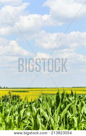 natural agriculture landscape with corn seedlings and sky clouds