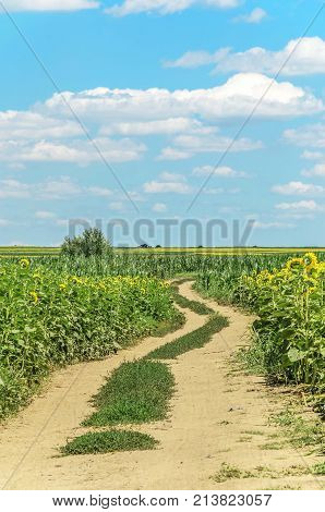 agriculture field atar with corn and sunflower seedlings