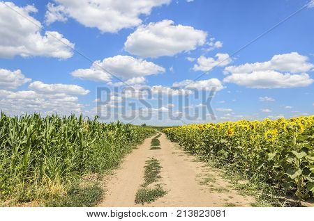 agriculture field atar with corn and sunflower seedlings