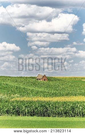 alone abandoned old house in agriculture fields. nature agricultural landscape with seedlings plants