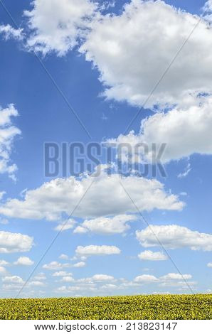 agriculture landscape fields with sunflowers and clouds. agricultural nature landscape with sunflower plants