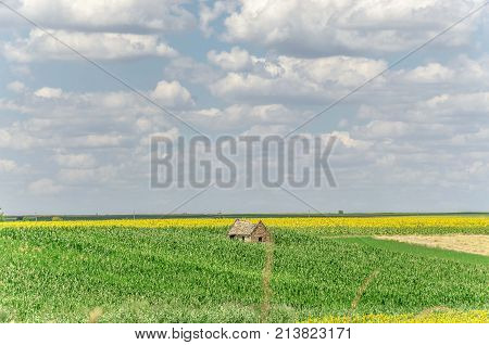 agriculture landscape fields with sunflowers and clouds. agricultural nature landscape with sunflower plants