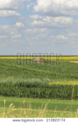 alone abandoned old house in agriculture fields. nature agricultural landscape with seedlings plants