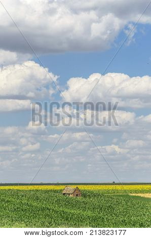 alone abandoned old house in agriculture fields. nature agricultural landscape with seedlings plants