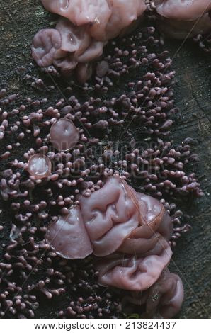 Ascocoryne sarcoides mushrooms (slime mould) on an old stump