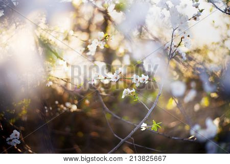 nature spring tree blossom branches isolated close up