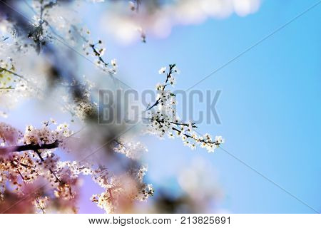 nature spring tree blossom branches isolated close up