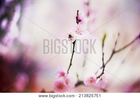 nature spring tree blossom branches isolated close up