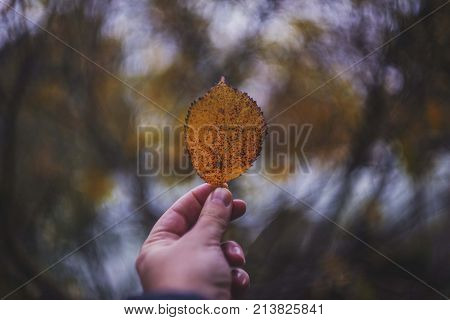 man hand holding dry autumn leaf isolated