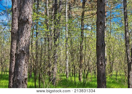 Pine forest in early spring in all its glory.