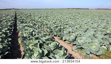 Intensive Farming Green Cabbages In Northern Europe In The Summe