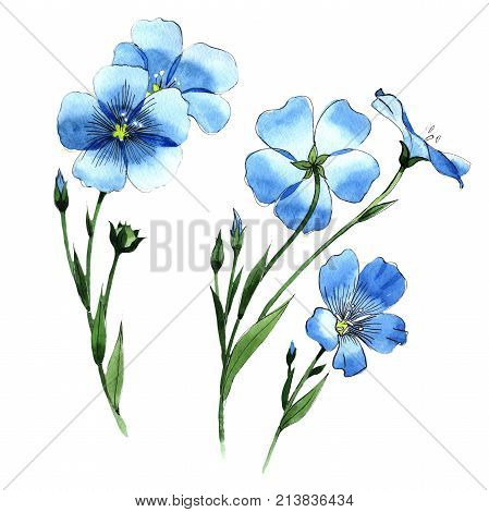 Wildflower flax in a watercolor style isolated. Full name of the plant: flax . Aquarelle wild flower for background, texture, wrapper pattern, frame or border.