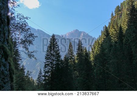 The view of lanscape with a deep green forest and mountains on background.