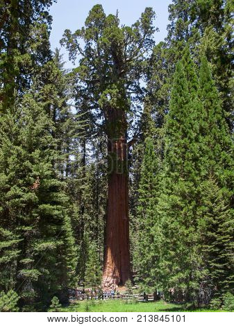 scenery at the Sequoia and Kings Canyon National Park with sequoia trees in California USA