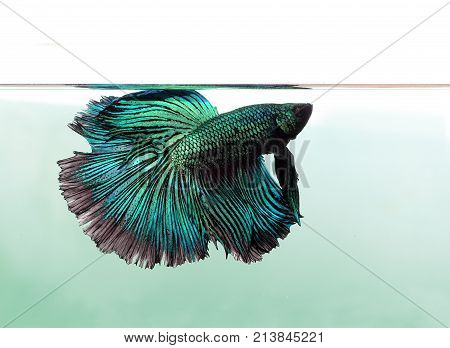 betta fish isolated on white background. Betta fish, siamese fighting fish, betta splendens isolated on white background