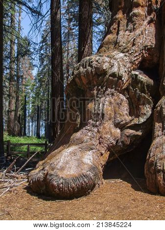 scenery at the Sequoia and Kings Canyon National Park with sequoia tree closeup in California USA