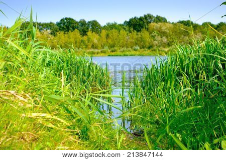 Spring Landscape