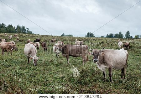 Cows Grazing On The Field