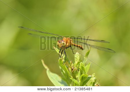 Kadın sarı ayaklı Meadowhawk