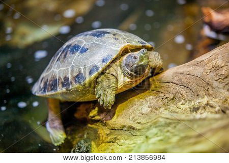 Small turtles in water in the park