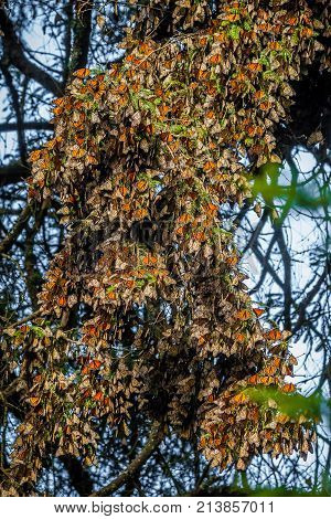 Monarch colony in the wild in Mexico
