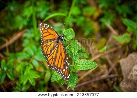 Beautiful Monarch butterfly in the wild closeup