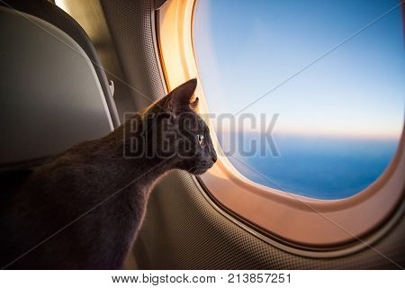 Russian blue cute cat portrait on the plane