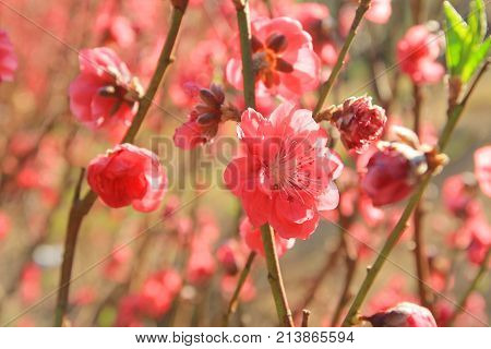 Prunus Mume