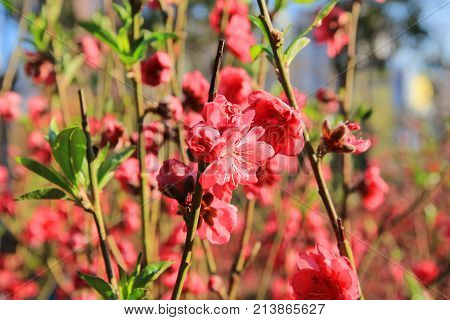 Prunus Mume