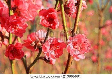 Prunus Mume