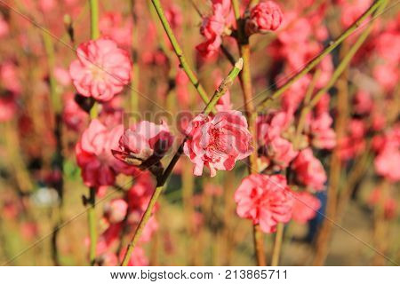 Prunus Mume