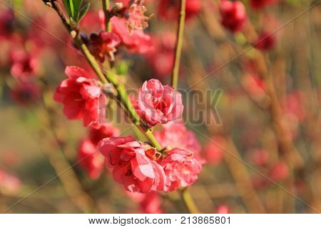 Prunus Mume