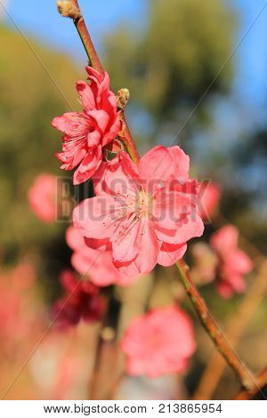 Prunus Mume
