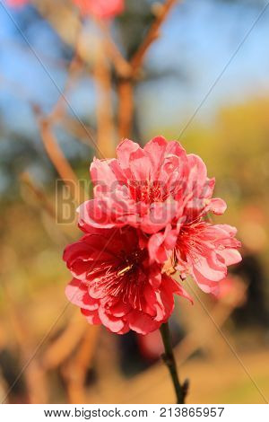Prunus Mume