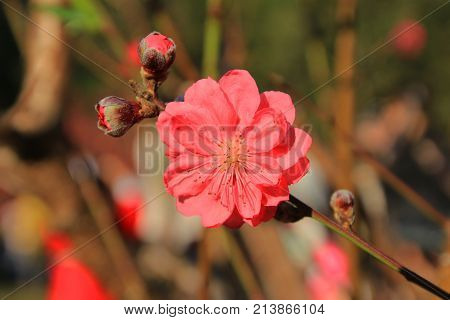 Prunus Mume