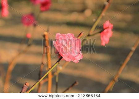 Prunus Mume