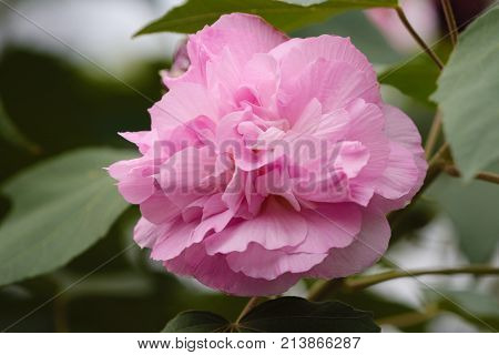 Pink Mutabilis Hibiscus Flowers In Garden Under Sunshine