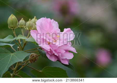 Pink Mutabilis Hibiscus Flowers In Garden Under Sunshine
