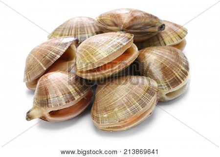 chinese mactra, aoyagi, japanese sushi topping isolated on white background