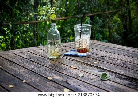 A Glass Of Ice Black Coffee Near A Bottom Of The Root Of Polyscias Guilfoylei Plants And Growth In W