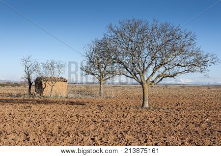 Bare Common walnut tree in an agricultural landscape in the plain of the River Esla, in Leon Province, Spain