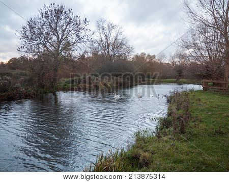 Beautiful Lake Country Autumn Swans Family Cygnets Swimming Floating Along