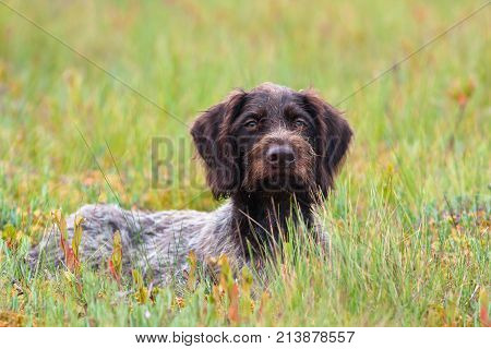 hunting dog german wirehaired pointer in the grass
