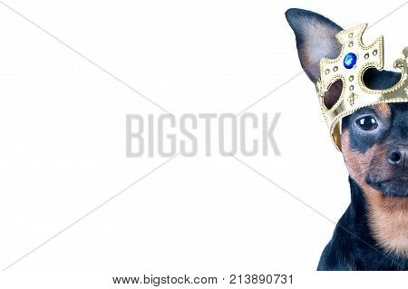 Half muzzle of a dog on a white background in the crown isolated.
