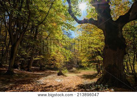 Anciently considered sacred and dedicated to Jupiter, the Bosco di Sant'Antonio is one of the most beautiful aborigines in Abruzzo
