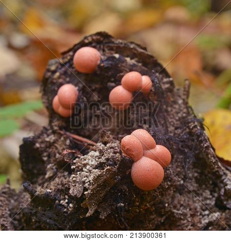 Lycogala epidendrum slime mold commonly known as wolf's milk